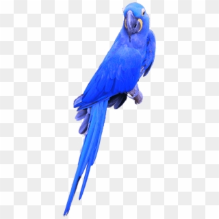 Parrot Png Image And Clipart Transparent Background - Hyacinth Macaw Transparent Background