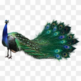 #sticker #stickers #beautiful #peacock #art Goth - Peafowl Clipart