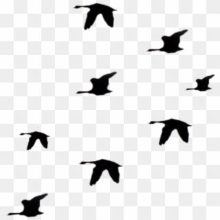 #ftestickers #birds #flock #silhouette #bird #animal - Seabird Clipart