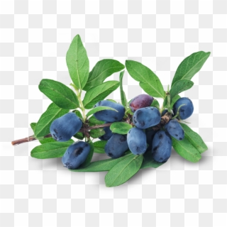 Fresh Honeysuckle Berries Are Used As A Therapeutic - Huckleberry Clipart