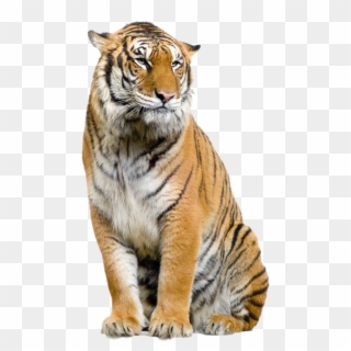Jaguar Felidae Leopard Bengal Tiger Lion Clipart - Hd Png Tiger Transparent Png