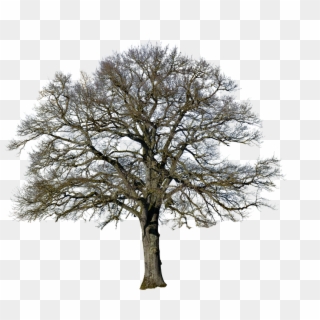 Tree, Without Leaves, Nature, Landscape, Isolated - Oak Clipart