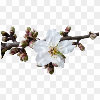 The Almond Blossom Season In Mallorca Santanyi - Almond Blossom Png Clipart