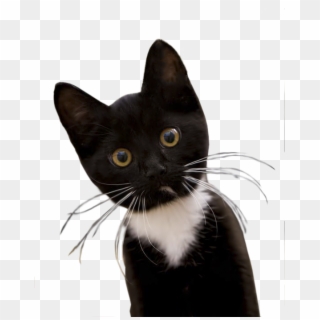 Black Cat Png Image - Black And White Kitty Cats Clipart