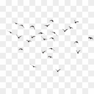 Birds Flying Away Tattoo Tumblr - Birds For Picsart Editing Clipart