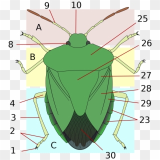 Thorax - Stink Bug Anatomy Clipart