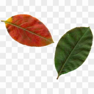 Clipart Leaves Autumn Leaves Png Image - Tree Leaves Clipart Transparent Png