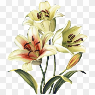 Easter Lily Garland Png - Crinum Clipart