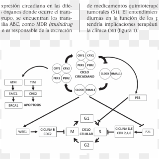 Relacin Entre El Ciclo Circadiano Y El Ciclo Celular - Ritmos Circadianos Y El Cancer Clipart