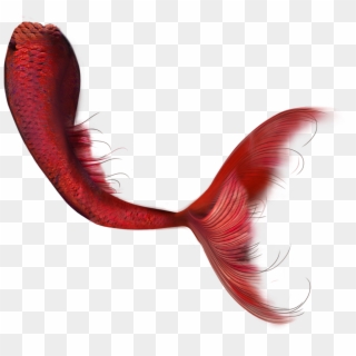 Marmand/fish Hd Clip Art - Red Mermaid Tail Png Transparent Png