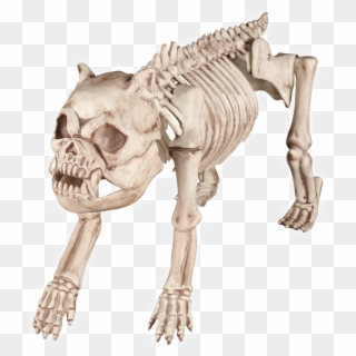 Animal Skeleton Png - Cat And Dog Skeleton Clipart