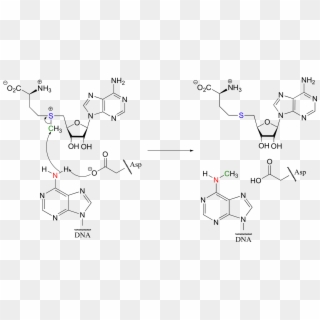 7 - 12 - Application - Useful Sn2 Reactions - Sam Methyltransferase Mechanism Clipart