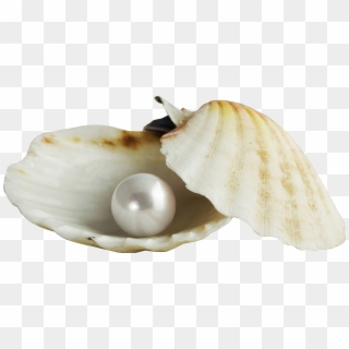 Royalty Free Stock Pearl Transparent Shell Png - Pearl In A Shell Clipart