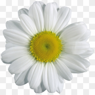 Camomile Png Image, Free Flower Picture - Chamomile Png Clipart