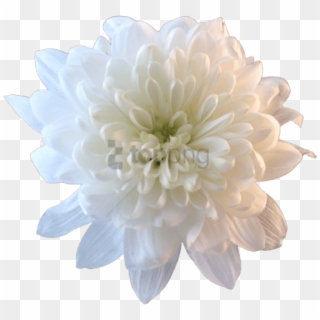 White Flower Png Tumblr - White Chrysanthemum Transparent Clipart