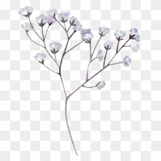 White Flower Png - Transparent Dried Flowers Png Clipart
