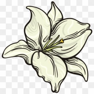 This Graphics Is Snow White Flower Png Transparent - Lily Clipart