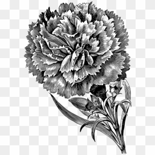 Carnation Drawing Black And White Flower - Carnations Black And White Clipart