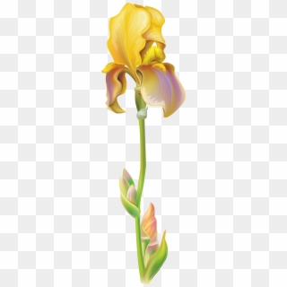 Free Cliparts Download Clip Art On Clipart - Iris Flower Png Transparent Png