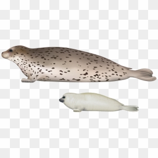 Download Png Image Report - Spotted Seal Clipart