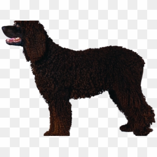 Portuguese Water Dog Clipart