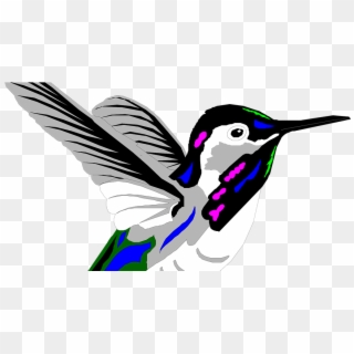 Bird Colibri Animated Clipart