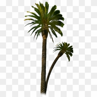 Royal Palm Tree Png - دعاء الثبات على الولايه Clipart