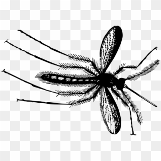 Flies Clipart Mosquito - Gnat Clip Art - Png Download