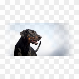 Dog Slider - Austrian Black And Tan Hound Clipart