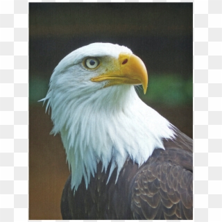 Bald Eagle Head Clipart