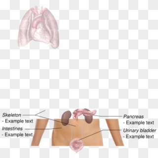 Lungs Png - Anatomy Of The Lungs Clipart