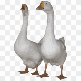 Free Png Images - Gooses Png Clipart