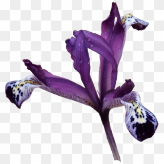Iris Versicolor , Png Download - Cattleya Elongata Clipart