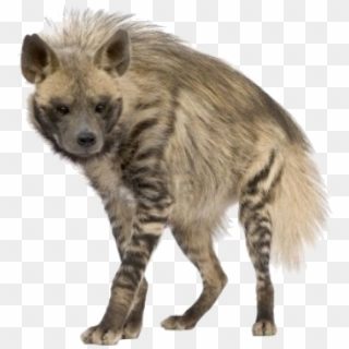 #hyena - Striped Hyena Transparent Background Clipart