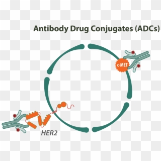 Antibody Drug Conjugates - Antibody Drug Conjugates Therapeutics Clipart