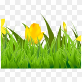 Daffodils Clipart Vector - Tulip - Png Download