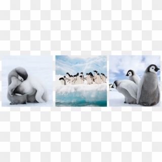Image Url Png, Https - Emperor Penguin Clipart