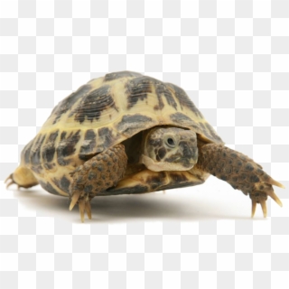 Tortoise Images Png , Png Download - Difference Between Turtle And Tortoise In Hindi Clipart