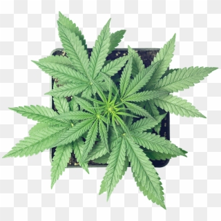 Cannabis Clipart