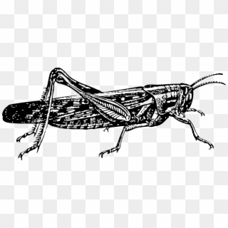 Insect Locust Drawing Grasshopper Pest - Locust Clip Art - Png Download
