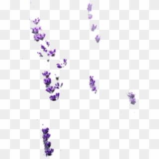 Lavender Bits Cut - English Lavender Clipart