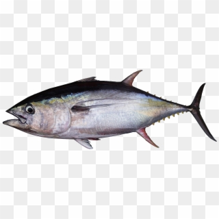 Summary - Yellowfin Tuna Clipart