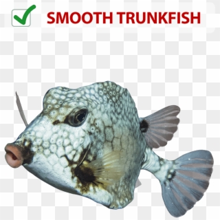 Order Now - Trunkfish Clipart