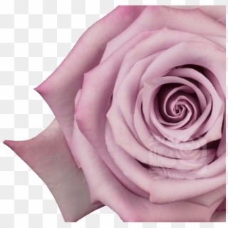 Lavender Roses - Floribunda Clipart