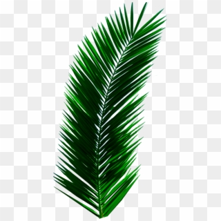 167 Images About Editing Needs On We Heart It - Palm Tree Leaf Png Clipart