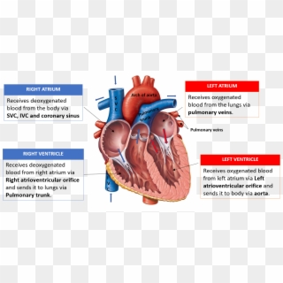 Veins Opening Into Right Atrium, Tetrology Of Fallot - Largest Artery In Human Body Clipart