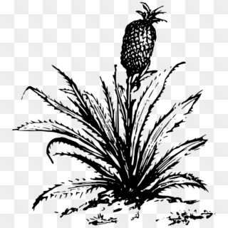 Pineapple Drawing Cartoon Plants - Big Plants Clip Art Black And White - Png Download