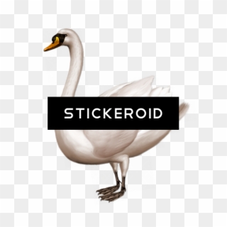 Swan Png , Png Download Clipart