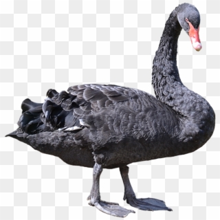 Download Swan Png Transparent Images Transparent Backgrounds - Black Swan Bird Png Clipart