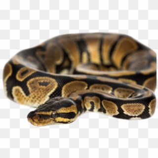 Ball Python Clipart Python Snake - Non Venomous Snakes With Names - Png Download